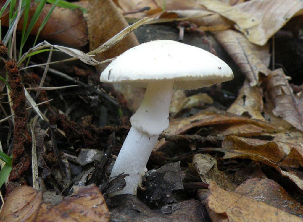 Amanita bianca